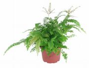 6" Fern Maidenhair Bronze Venus